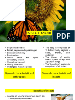 Insect Morphology