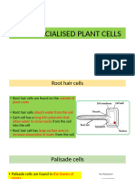 Specialised Plant Cells