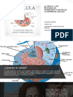 La Celula y Los Procesos de Transporte A Traves de La Membrana Celular