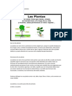 Resumen Plantas 