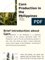 Corn Production