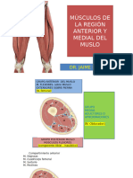 Musculos Del Muslo