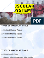 Muscular System (Anatomy and Physiology For First Year Nursing Students)