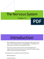 The Nervous System Lecture Notes