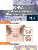 P06 Glándulas Endocrinas y Exocrinas. Estructura Tisular en El Sistema Digestivo.