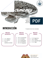 Equipo 5 - Pares Craneales y Cuero Cabelludo