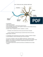 APUNTES DE ANATOMIA Y FISIOLOGIA DEL SISTEMA NERVIOSO. Actualizados