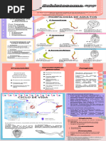 Infografia Schistosoma