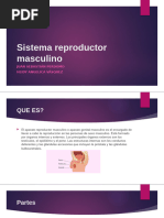 Sistema Reproductor Masculino SEBASTIAN