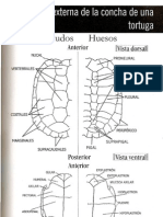 Claves Tortugas Marinas, Terrestres & Dulceacuicolas