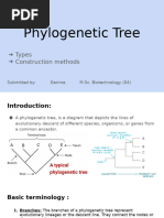 Phylogenetic Tree