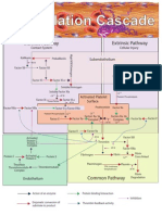 Coagpathway 2