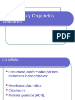 #2 Citoplasma Clase Histologia.