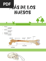 3-Columna Vertebral