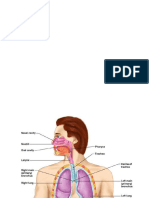 23 PPT Respiratory System