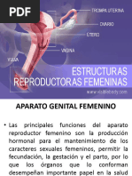 Genital Femenino