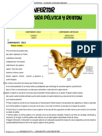 510 APUNTE MMII- Cintura Pelvica y Region Glutea