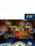 Mitosis