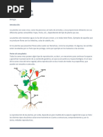 Reproducción Sexual y Asexual de Las Plantas. Biología