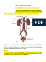 Urinary System