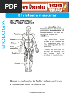 Sistema Muscular para Tercero de Primaria