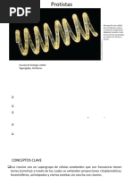 4 Comprension Reino Protista