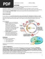 Ciclo Celular y Mitosis