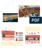 Module 10 Cell membranes, osmosis and membrane transport Fall 2024 For sharing