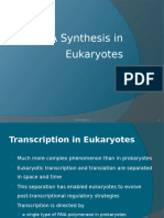 2-RNA Synthesis in Euk