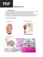 Tema 26 PatologÃ A Renal 1