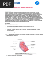 TP N 6 Sistema Cardiovascular Morfología 2023