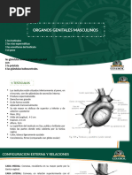 Organo Genital