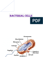 2 - Bacterial Cell-08-09-2020