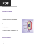 Las Células - Actividad 1