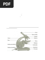 Citologia