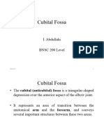 Cubital Fossa and Elbow Joint