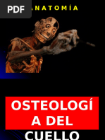 2 - Osteologia Del Cuello + Hueso Hiodes