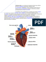 Sistema Respiratorio y Circulatorio