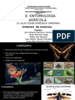 Ordenes de Insectos