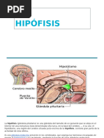 HIPÓFISIS