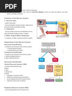 The Nervous System Notes Part 1