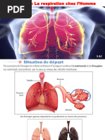 La Respiration Chez L'homme