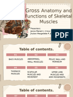 Gross Anatomy Muscular System