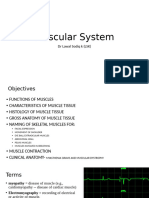 Muscular System