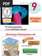 Elementos Filamentosos