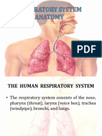 Anatomy of Respiratory System