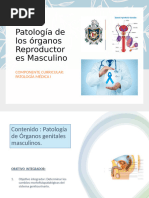 Morfopatología Del Aparato Genital Masculino