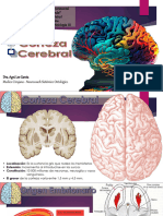 Corteza Cerebral Presentacion