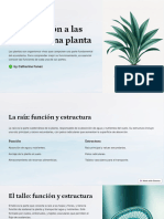 Introducción A Las Partes de Una Planta: by Catherine Funez