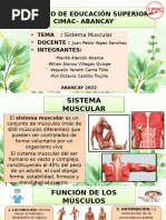 Sistema Muscular Dipositiva